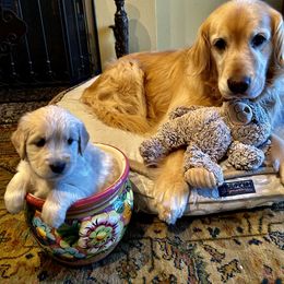 Golden Retriever Puppies from Brody's Golden Retriever Puppies