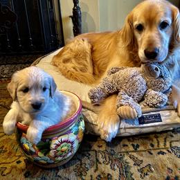 Golden Retriever Puppies from Brody's Golden Retriever Puppies