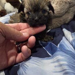 Girl 4 - Black & tan tri-color female Maltipoo puppy in Everett, Washington from Meadows Ranch