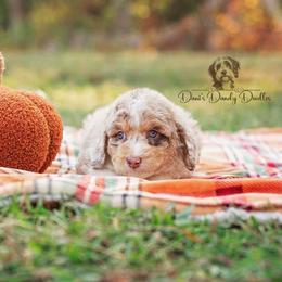 Aussiedoodle Puppies from Dani's Dandy Doodles