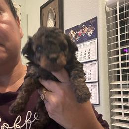 Sir Bakari - Phantom male Maltipoo puppy in Southern,, California from Maltipoo Tiny Pups & More