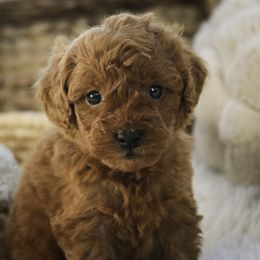 Farley - Red  male Poodle puppy in Etna Green, Indiana from Perfect Match Poodles