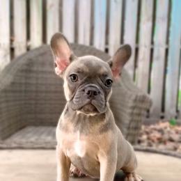 French Bulldog Puppies from Kaseys Frenchies