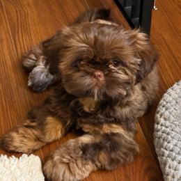 Roux - Shih Tzu
