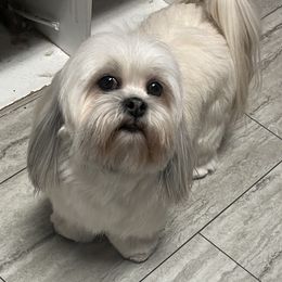 Lhasa Apso All Grown Up from Teenas Lhasa Apsos