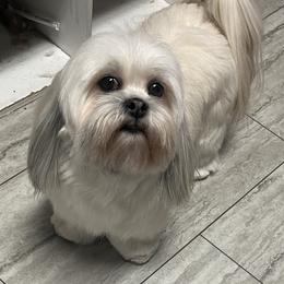 Lhasa Apso All Grown Up from Teenas Lhasa Apsos