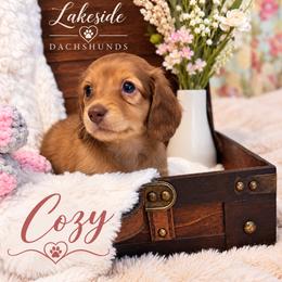 Cozy - Red female Dachshund puppy in Statesville, North Carolina from Lakeside Dachshunds
