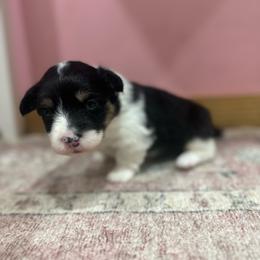 Bluebell - Black and tan female Pembroke Welsh Corgi puppy in Huntington, Texas from Flower Hill Farm
