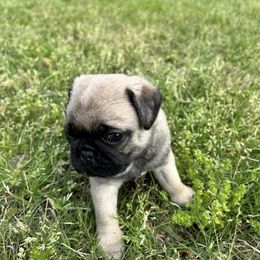 Pug Puppies from Galaxy Pugs of Georgia