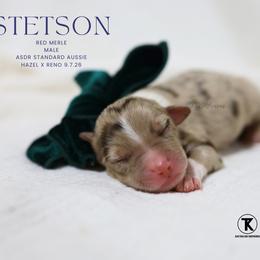 Stetson - RMM - Red merle male Australian Shepherd puppy in Nacogdoches, Texas from TK Standard, Mini, & Toy Aussies