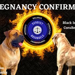 Boerboel All Grown Up from Verdict Boerboels