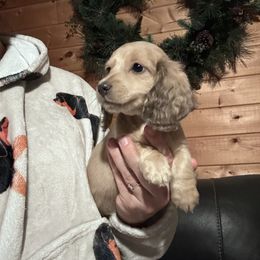 Pinto - Cream female Dachshund puppy in Cheyenne, Wyoming from Great Basin Hounds