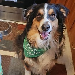 Australian Shepherds from Carper Farm Aussies