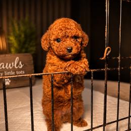 Romeo - Red  male Poodle puppy in Griffin, Georgia from Rawls Lovely Little Tots