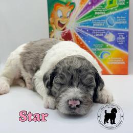 Star - Merle female Goldendoodle puppy in Ponchatoula, Louisiana from Real Life Furrytales