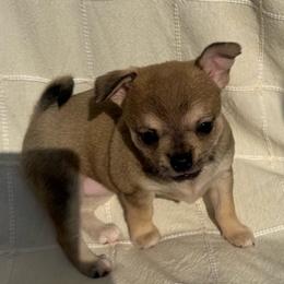 Fawn girl - Fawn female Chihuahua puppy in Summerfield, Florida from Uey’s Chihuahuas