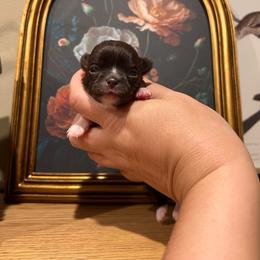 Martini - Chocolate and white female Chihuahua puppy in Michigan from Fanciful Thrills Kennel