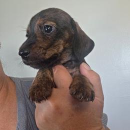 Wire guy - Brindle male Dachshund puppy in El Paso, Texas from Mells Weenies