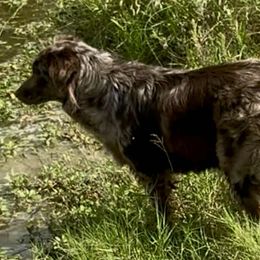 Australian Cattle Dogs, Australian Shepherds, Miniature American Shepherds, Miniature Australian Shepherds, and Toy Australian Shepherds from Ashleys Cattle Canines