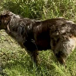 Australian Cattle Dogs, Australian Shepherds, Miniature American Shepherds, Miniature Australian Shepherds, and Toy Australian Shepherds from Ashleys Cattle Canines