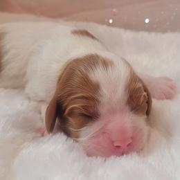 Girl 1 - Blenheim female Cavalier King Charles Spaniel puppy in Castorland, New York from Faithful Friends Cavaliers