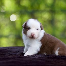 Harmony - Red tri-color female Australian Shepherd puppy in Stephenville, Texas from Diamond H Aussies