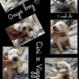 ONYX Boy - White male German Shepherd puppy in Apache Junction, Arizona from CS Vista Farms