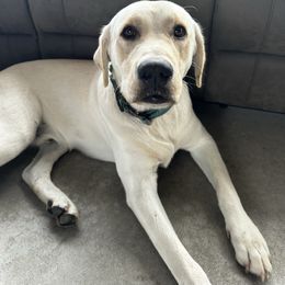 Supervisor - Labrador Retriever