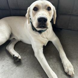 Supervisor - Labrador Retriever