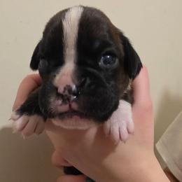 Beatrice - Brindle female Boxer puppy in Evans, Georgia from Kimberly's Boxers