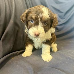 Chevy - Red tri female Toy Australian Shepherd puppy in Medical Lake, Washington from MAS Gone Rogue
