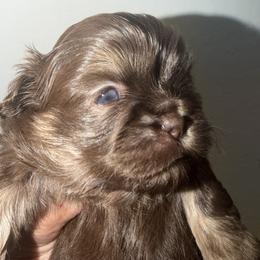 Lucky - Liver male Shih Tzu puppy in Bakersfield, California from Little pumpkin Shih Tzu’s