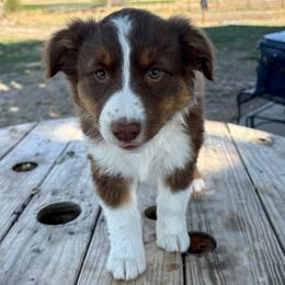 Bling - Red tri-color female Australian Shepherd puppy in Preston, Idaho from KC Bar Ranch Aussies