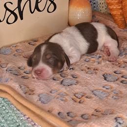 3300..Fin - Chocolate and tan male Dachshund puppy in Winter Haven, Florida from Gateway 2 Little Paws
