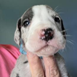 MERLE MANTLE MALE - Mantle merle male Great Dane puppy in Hickman, Kentucky from Tidal Wave Danes