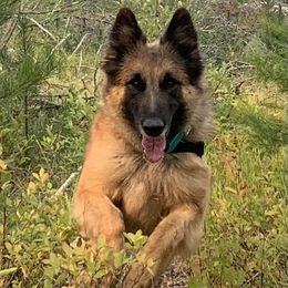 Belgian Tervuren from Big Mtn Belgians