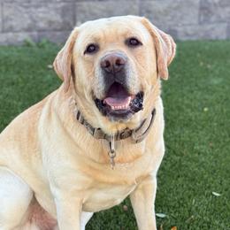 Gunner - Labrador Retriever