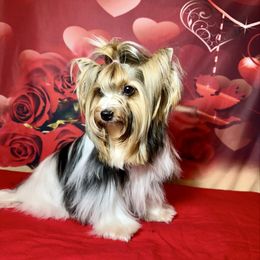 Foxy - Biewer Terrier