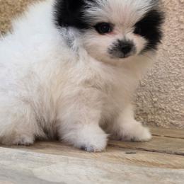 Girl 2 - Black parti female Pomeranian puppy in Victorville, California from Star Kid Poms