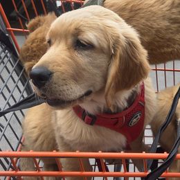 Golden Retriever Puppies from City Goldens