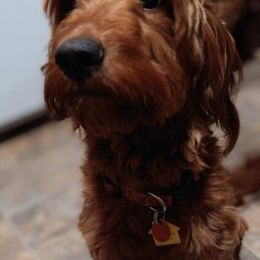 Goldendoodles from Butterfly Creek doodles and poodles