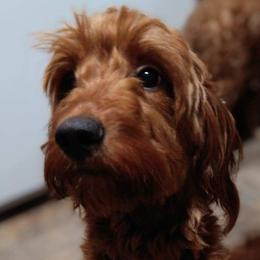 Goldendoodles from Butterfly Creek doodles and poodles