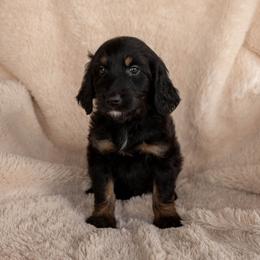 Yennefer - Phantom female Goldendoodle puppy in New River, Arizona from Sonoran Standard Doodles