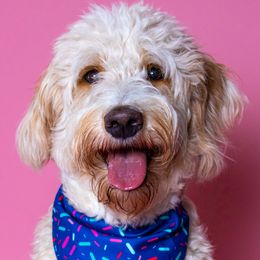 Brynn - Aussiedoodle