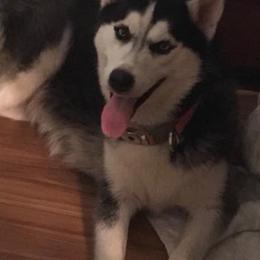 Shetland Sheepdogs and Siberian Huskies from Nancy Barger's Siberian Huskies