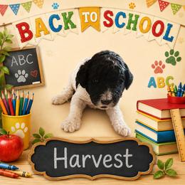 Harvest - Black and white male Bernedoodle puppy in Julian, Pennsylvania from Happy Valley Doodles