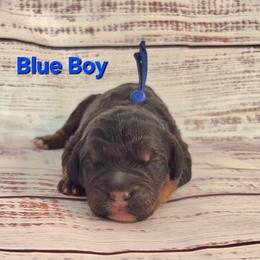 Blue - Tri-color male Bernedoodle puppy in Taft, Tennessee from McGraw's Fetching Pups
