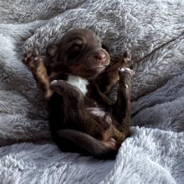 Skye - Chocolate and tan female Dachshund puppy in Summit, South Carolina from Doxies4Paws