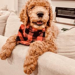Goldendoodle Puppies from Labradoodleday