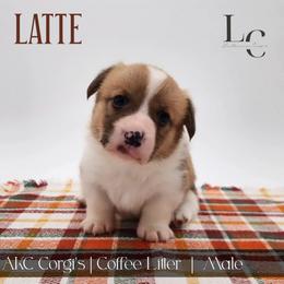 Latte - Red male Pembroke Welsh Corgi puppy in Pine Village, Indiana from NL Horsemanship